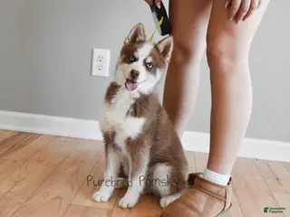 Pomsky dogs Walker mini pomsky - Ad 1