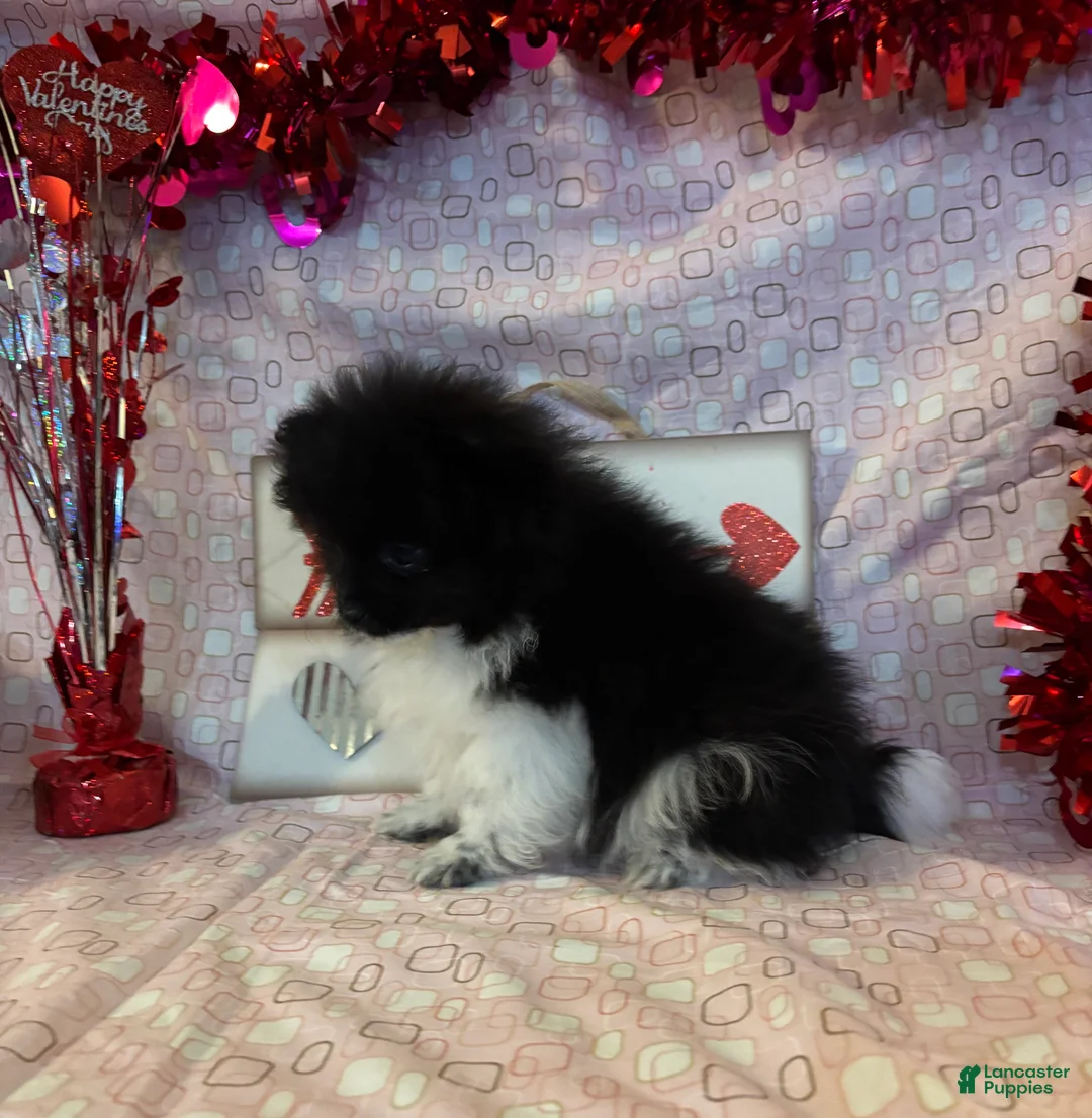 Pomeranian dogs for sale: Gene - Ad 4