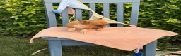 Chihuahua dogs for sale: Henry - Ad 15