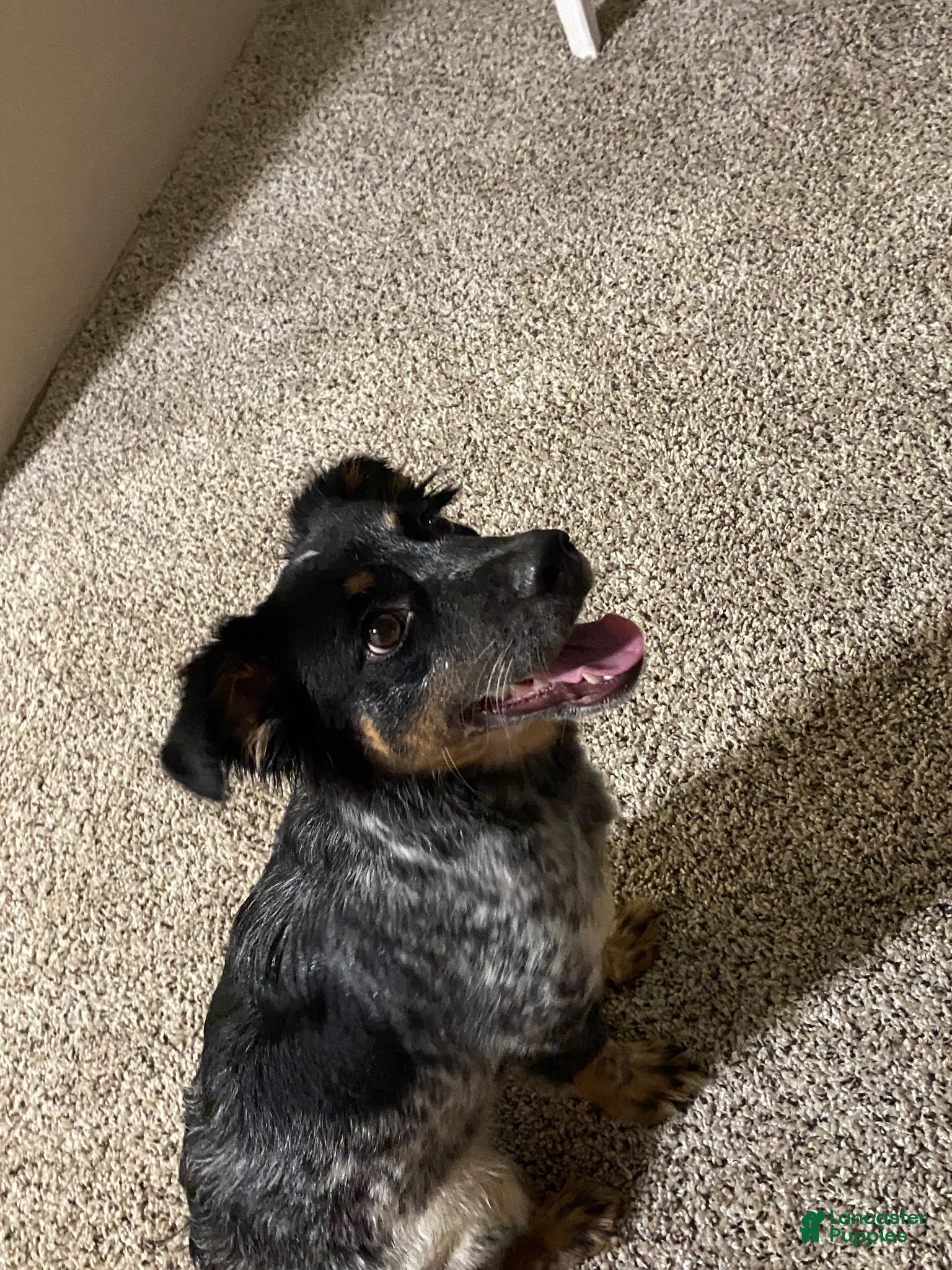Mixed Breed dogs Cookie - Ad 42