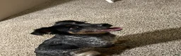 Mixed Breed dogs for sale: Cookie - Ad 1
