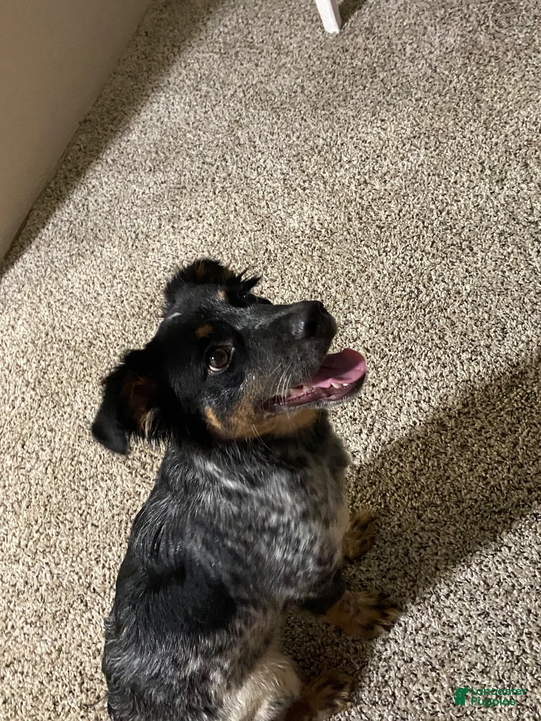 Mixed Breed dogs for sale: Cookie - Ad 1