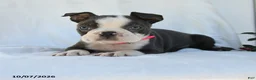 Boston Terrier dogs for sale: Phillip - Ad 3