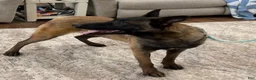 Belgian Malinois dogs for sale: Belgian Malinois Puppy 4 - Ad 3