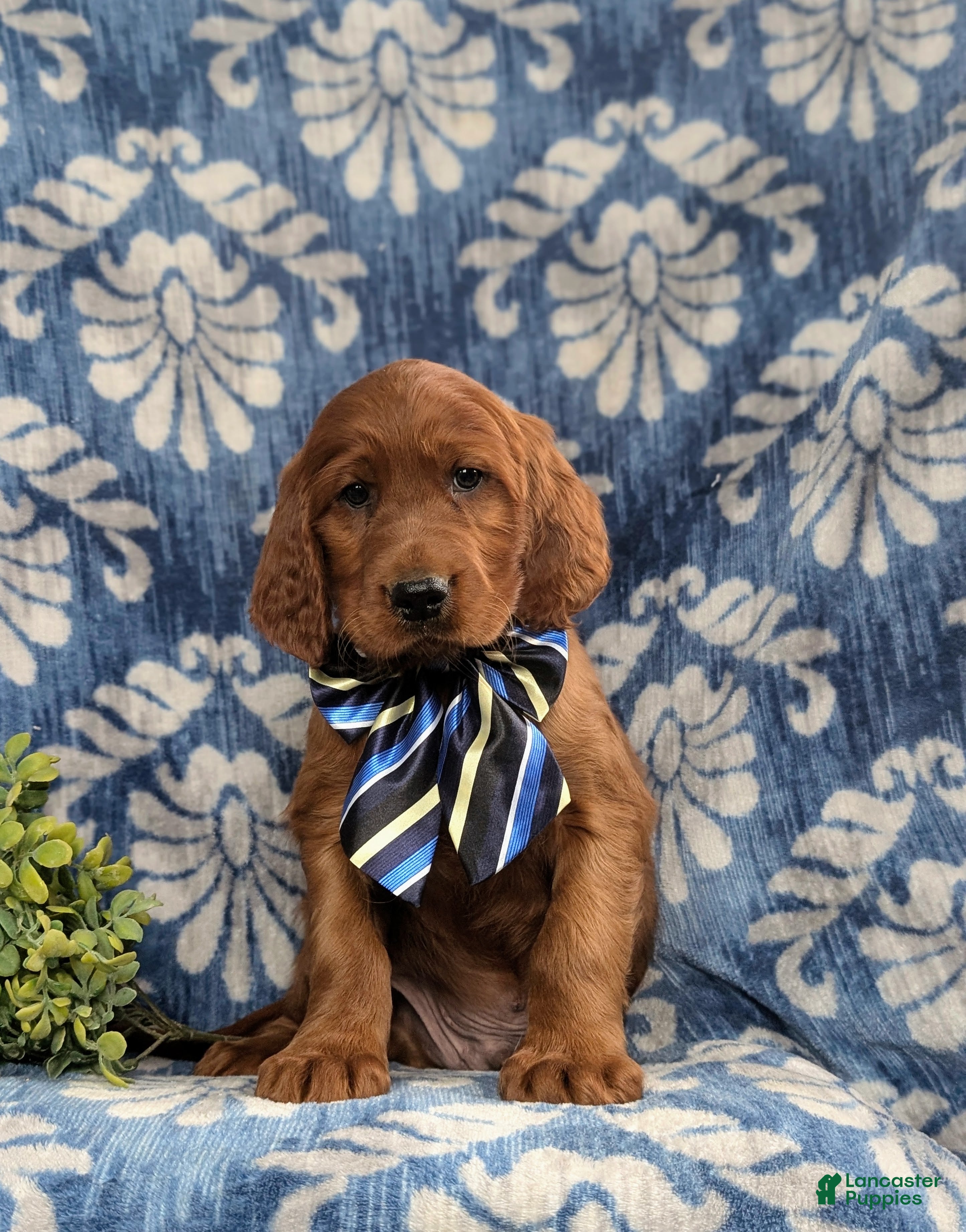 Irish Setter dogs Devan - Ad 2