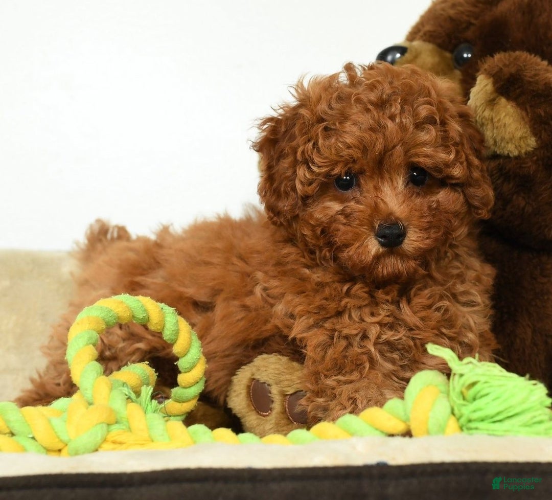 Miniature Poodle dogs for sale: Tigger - Ad 8