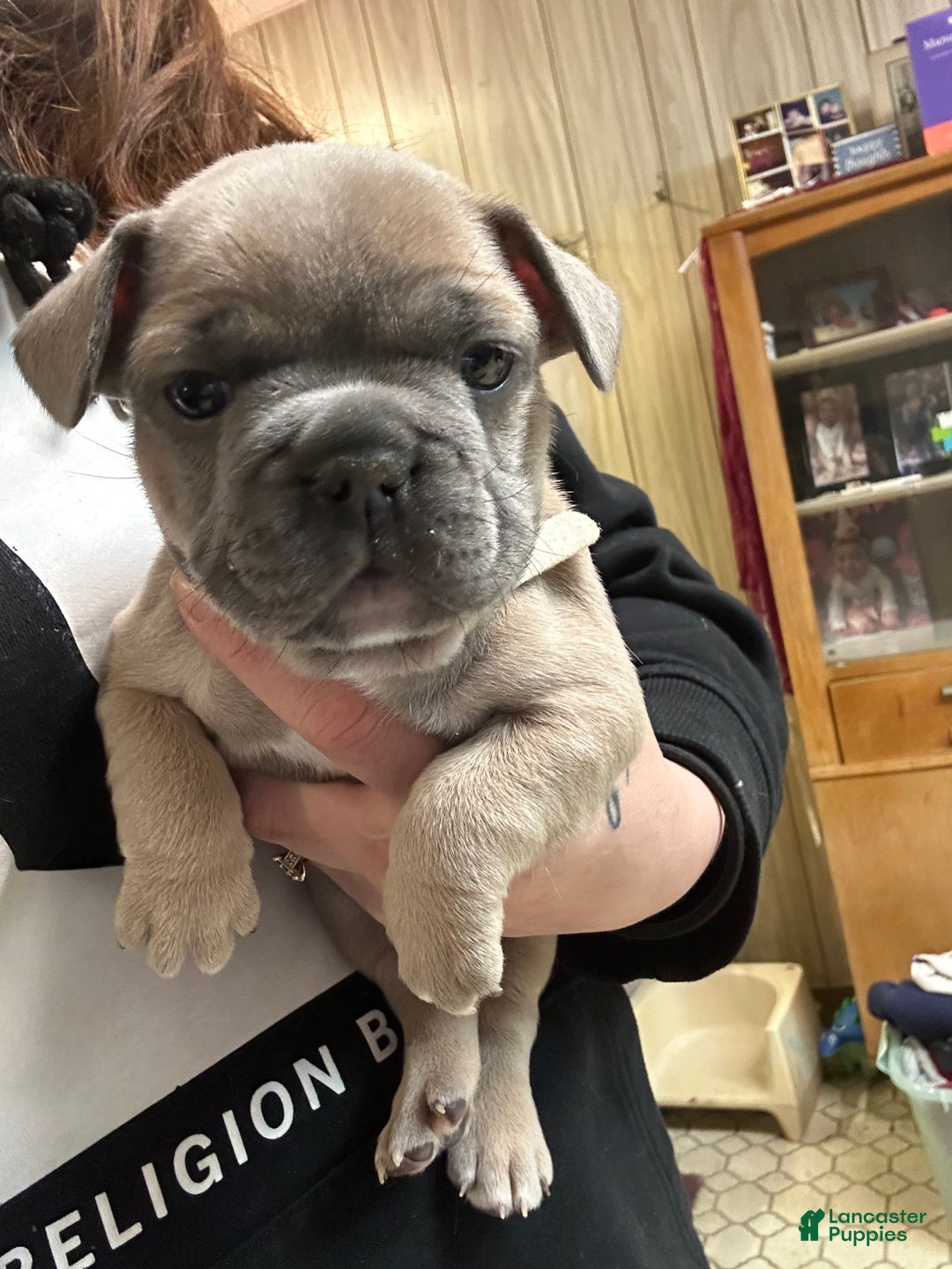 French Bulldog dogs for sale: Hugo - Ad 13