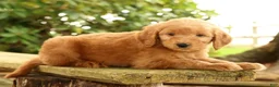 Mini Goldendoodle dogs for sale: Mark - Ad 3