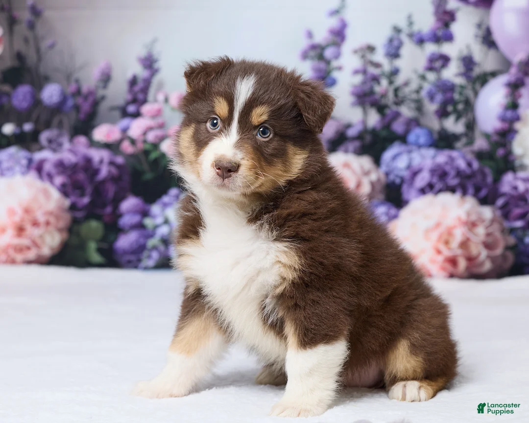 Australian Shepherd dogs for sale: Zoey - Ad 2