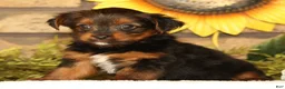 Yorkshire Terrier dogs for sale: Kimber - Ad 4