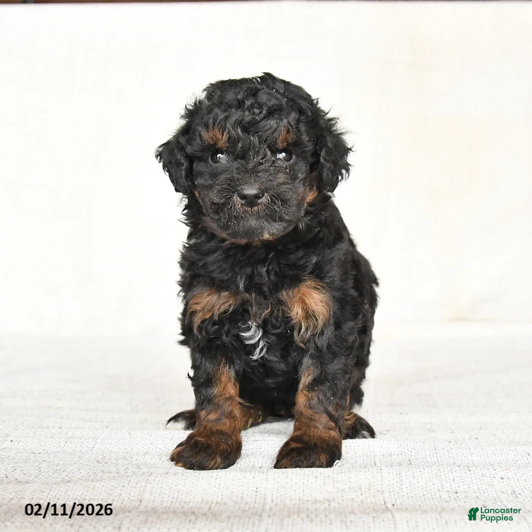 Mini Goldendoodle dogs for sale: Gracie - Ad 4