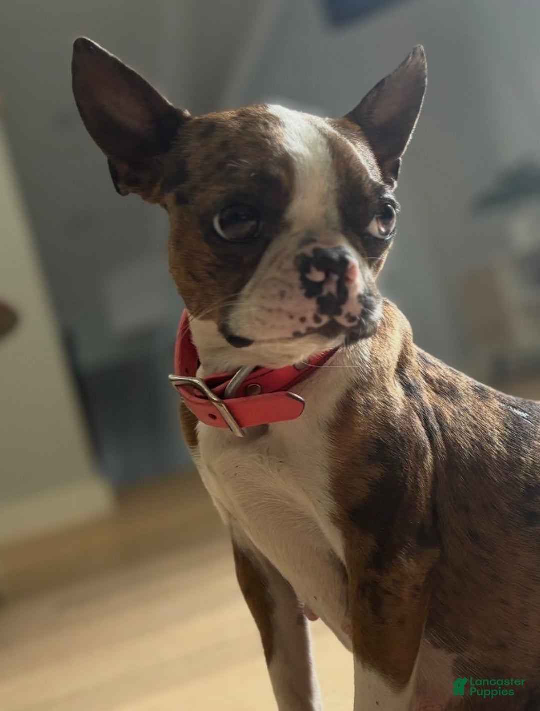 Boston Terrier dogs for sale: Daisy - Ad 3
