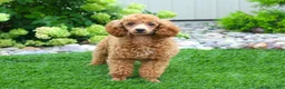 Miniature Poodle dogs for sale: AKC Queen - Ad 6