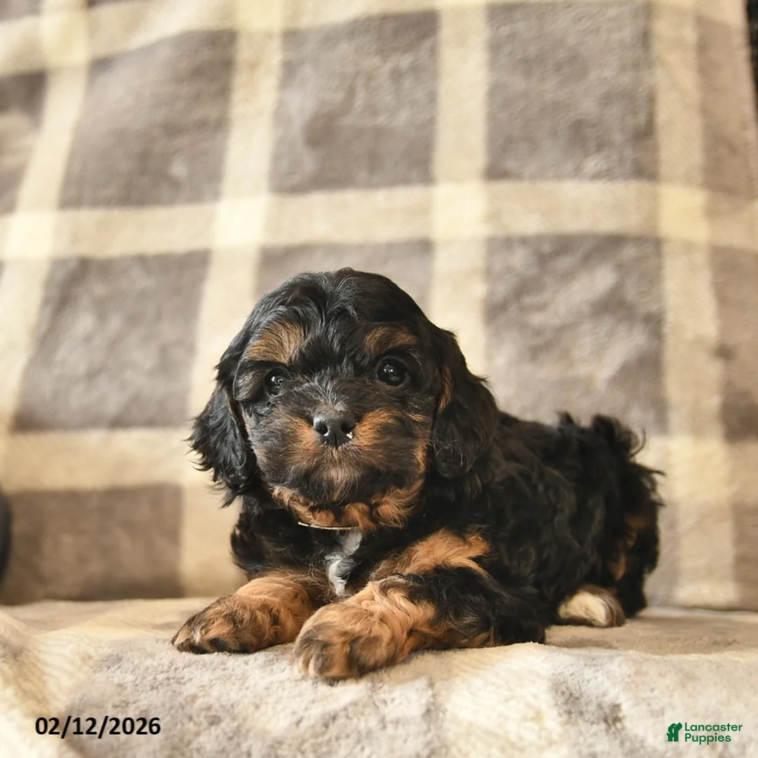 Cavapoo dogs for sale: Clementine - Ad 2