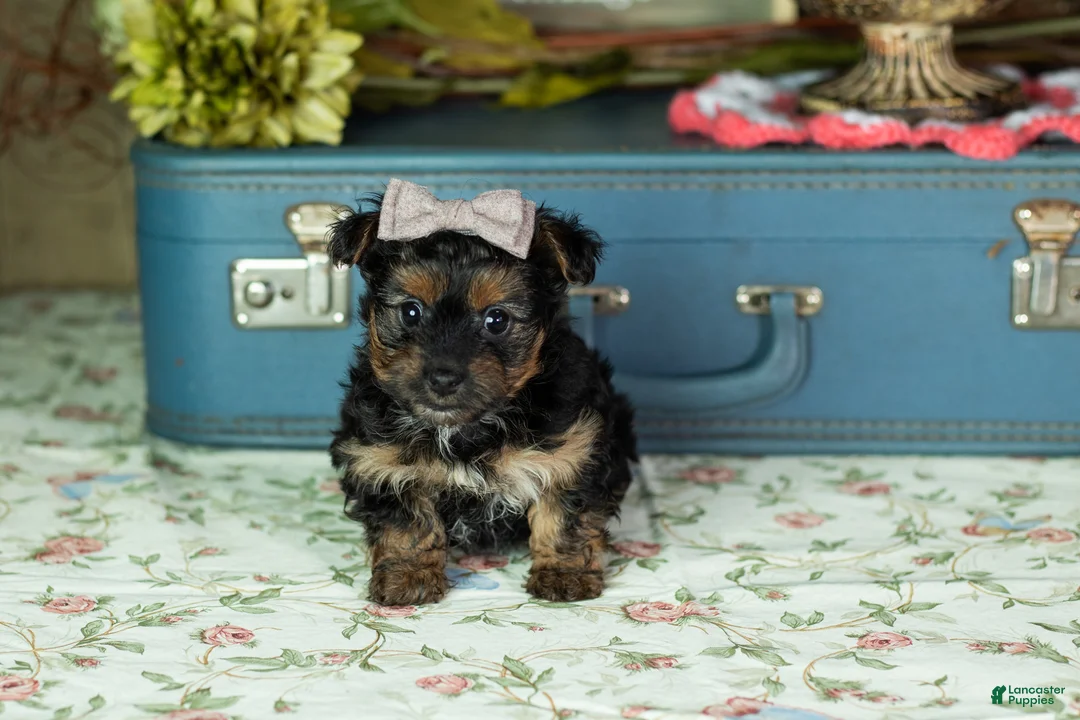 Yorkshire Terrier dogs for sale: Lucy  - Ad 2
