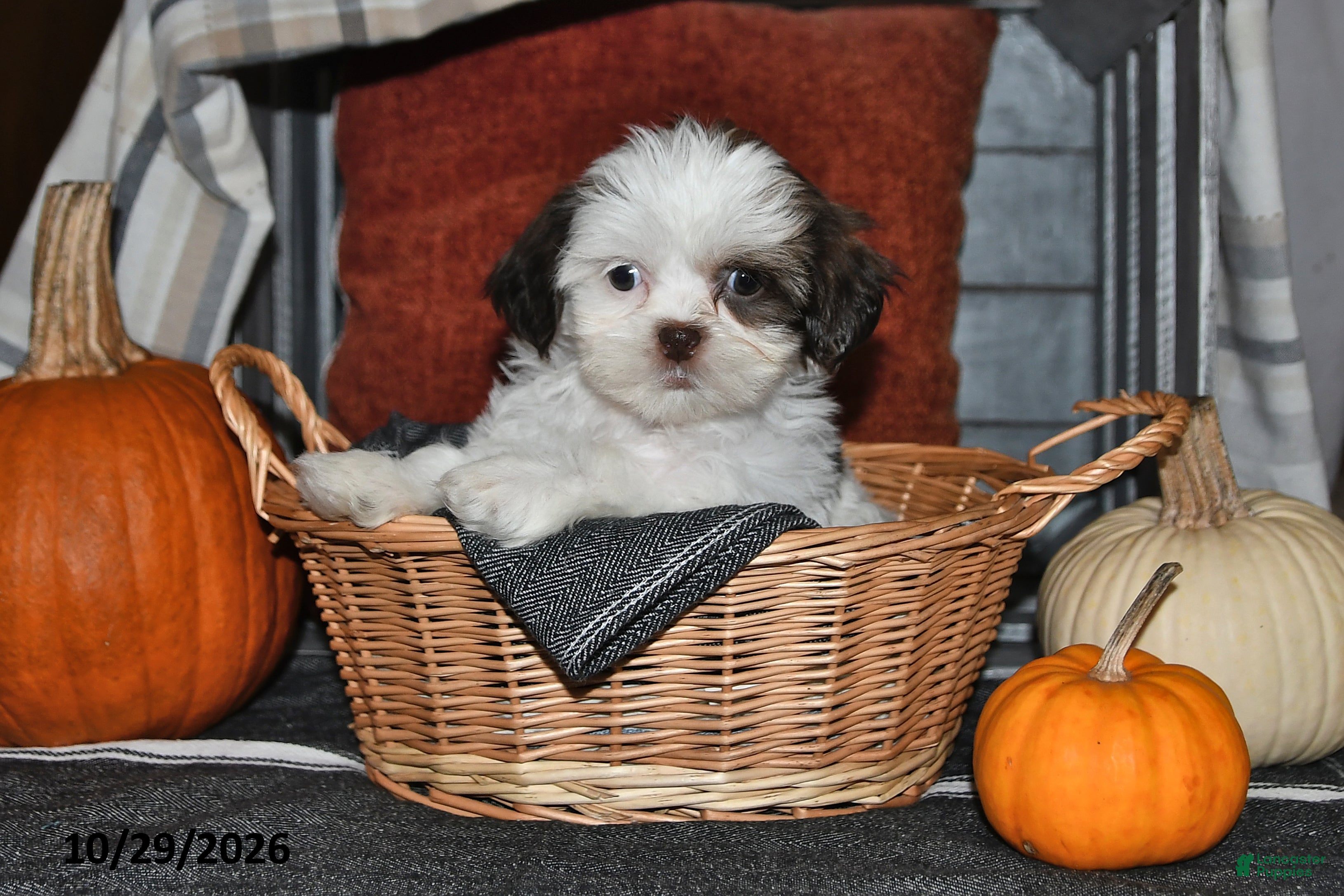 Shih Tzu dogs for sale: Zonya - Ad 1
