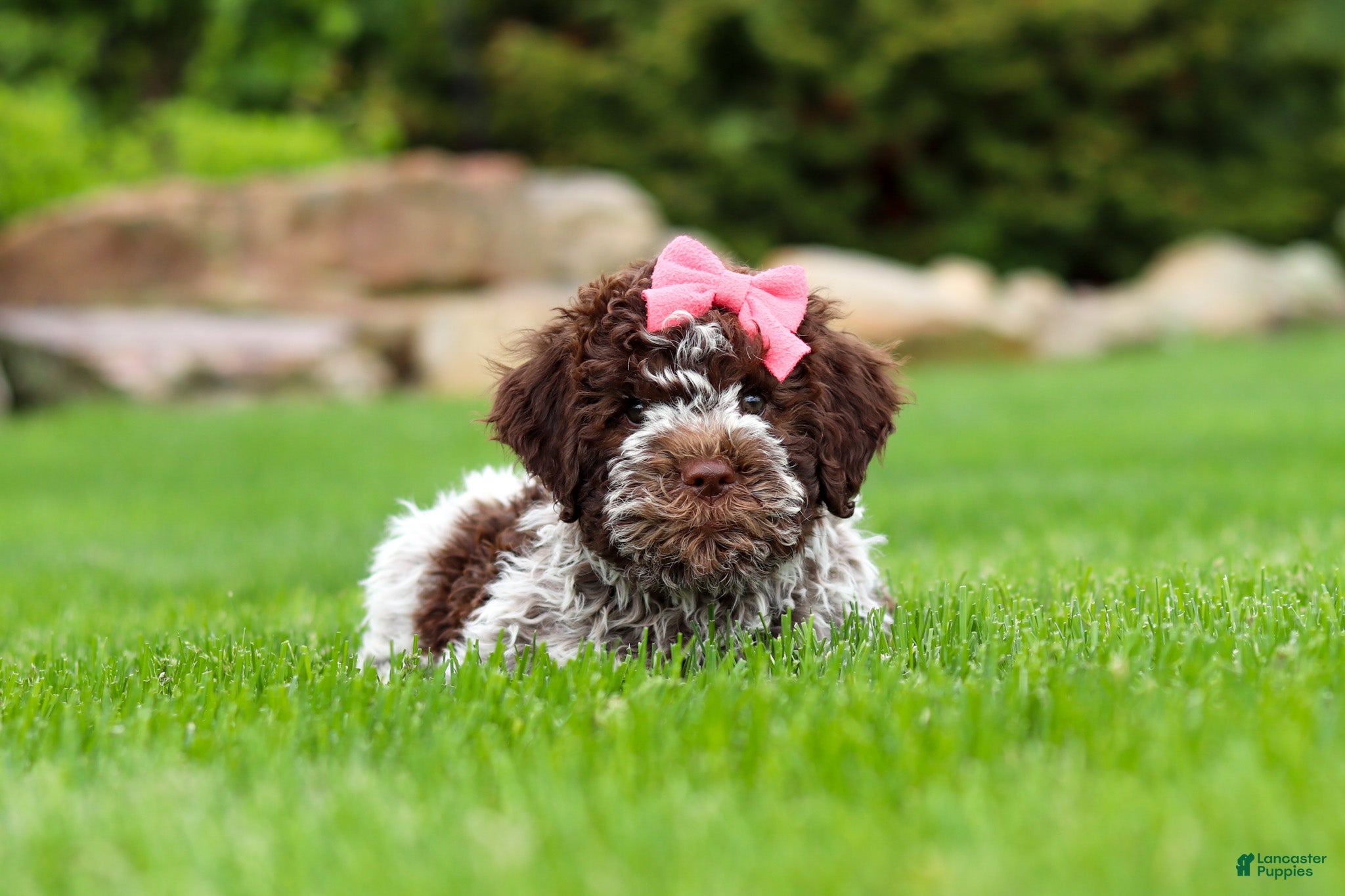 Lagotto Romagnolo dogs Maisie - Ad 2