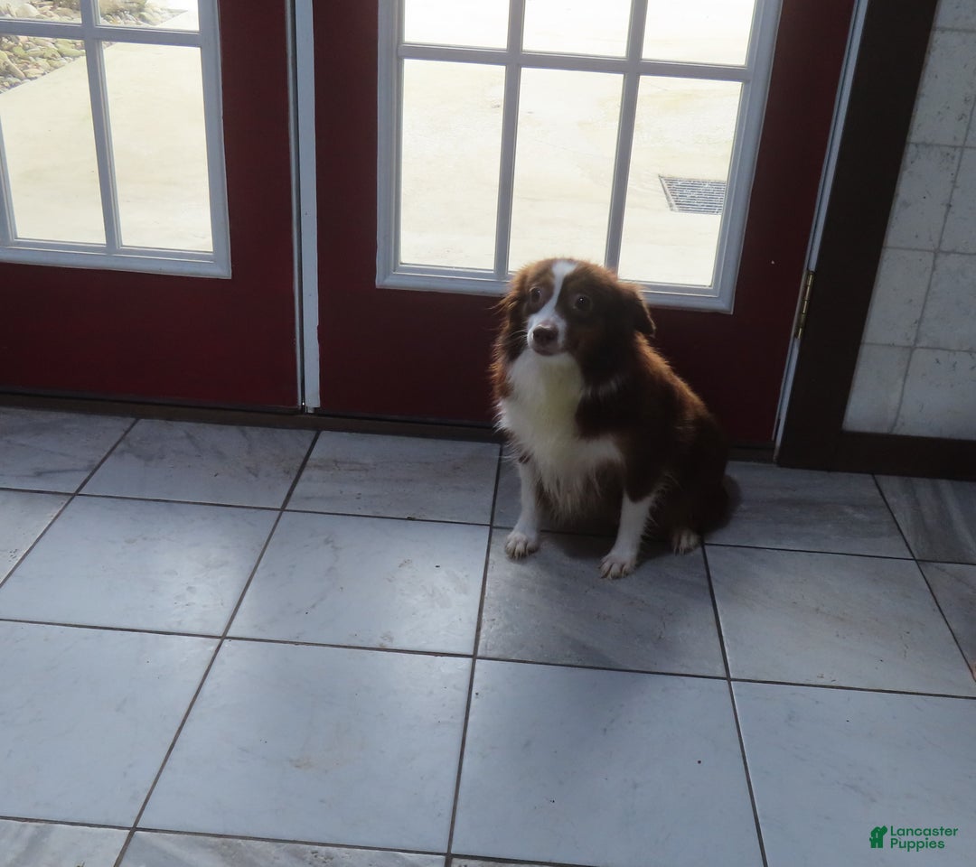 Miniature Australian Shepherd dogs for sale: Rudolph - Ad 10