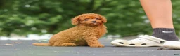 Cavapoo dogs for sale: Wallen - Ad 21