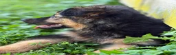 German Shepherd dogs for sale: Lacey - Ad 4