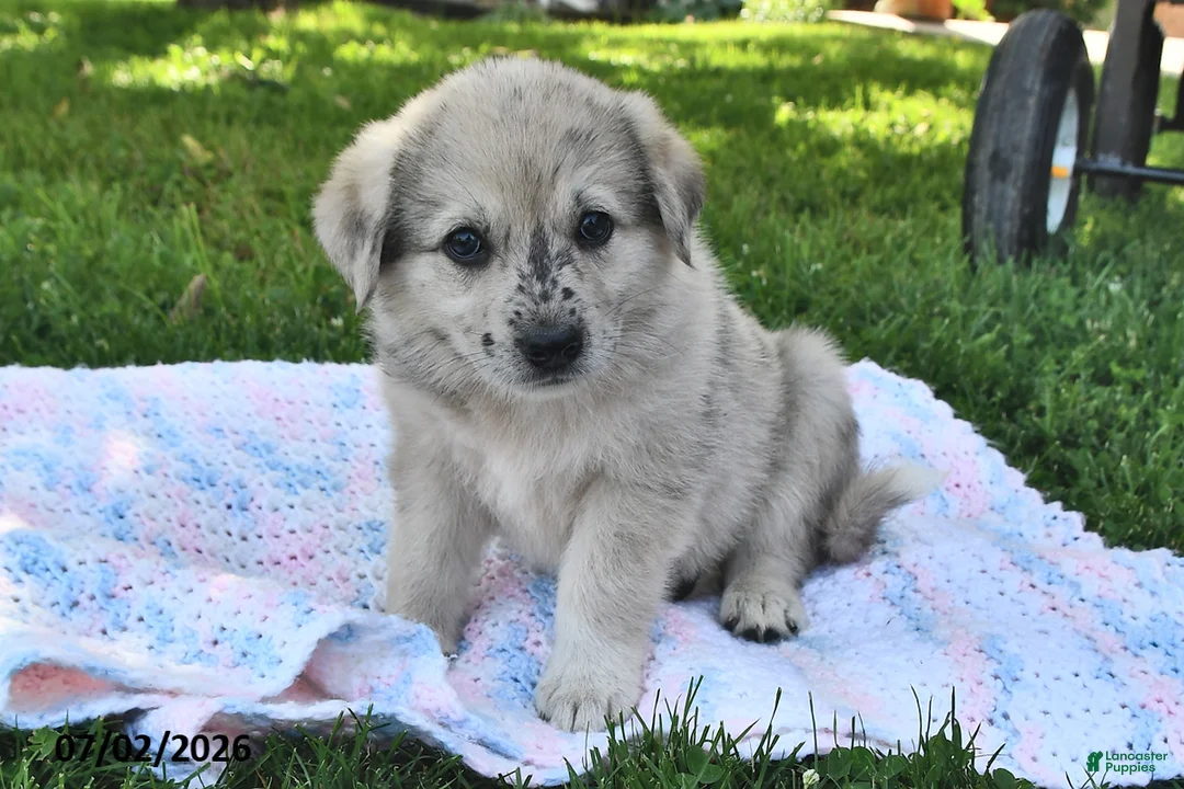 Mixed Breed dogs for sale: Blossom - Ad 2