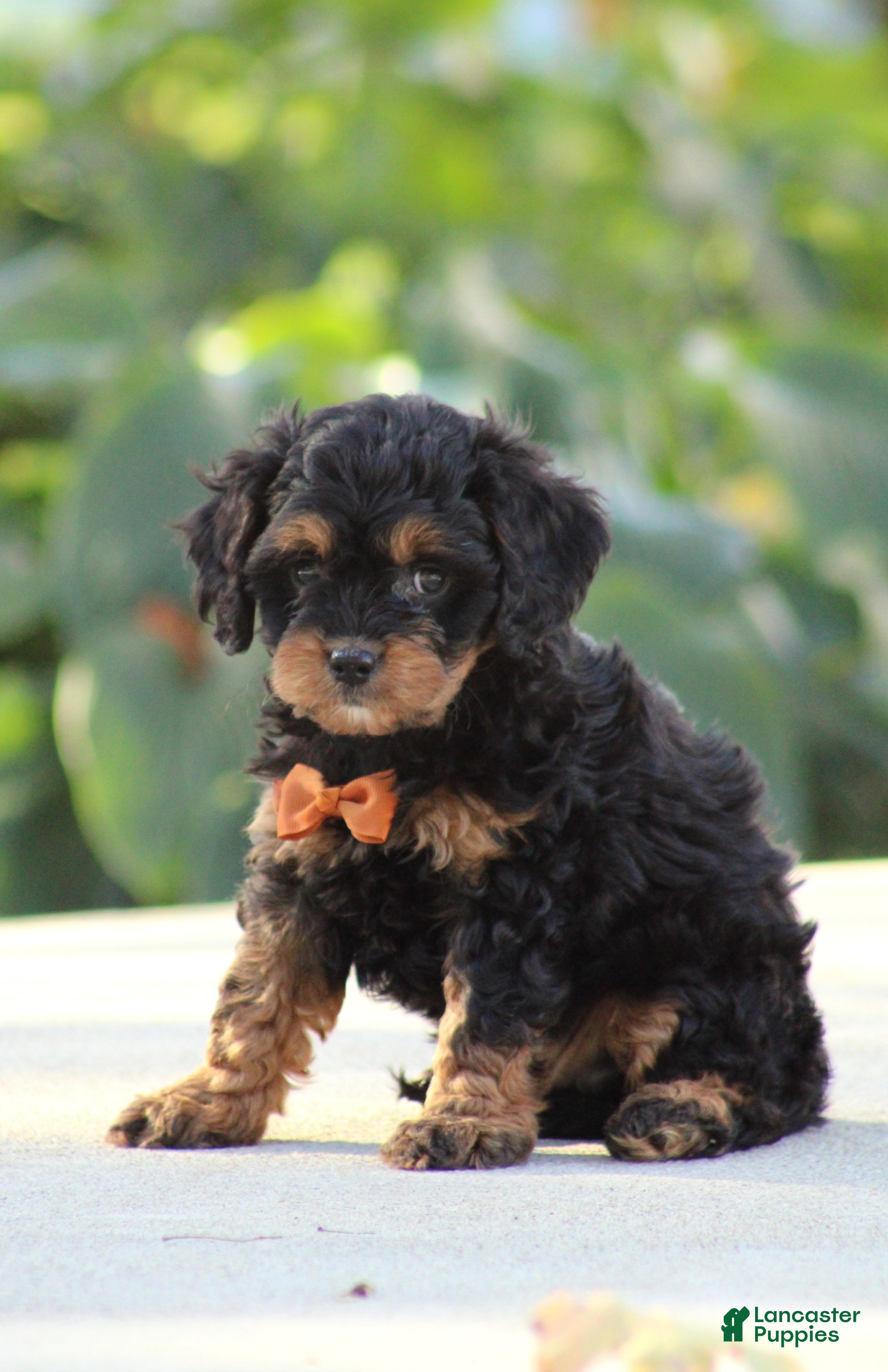 Cavapoo dogs Rumble - Ad 1