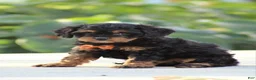 Cavapoo dogs for sale: Rumble - Ad 1