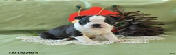 Boston Terrier dogs for sale: Comet - Ad 13