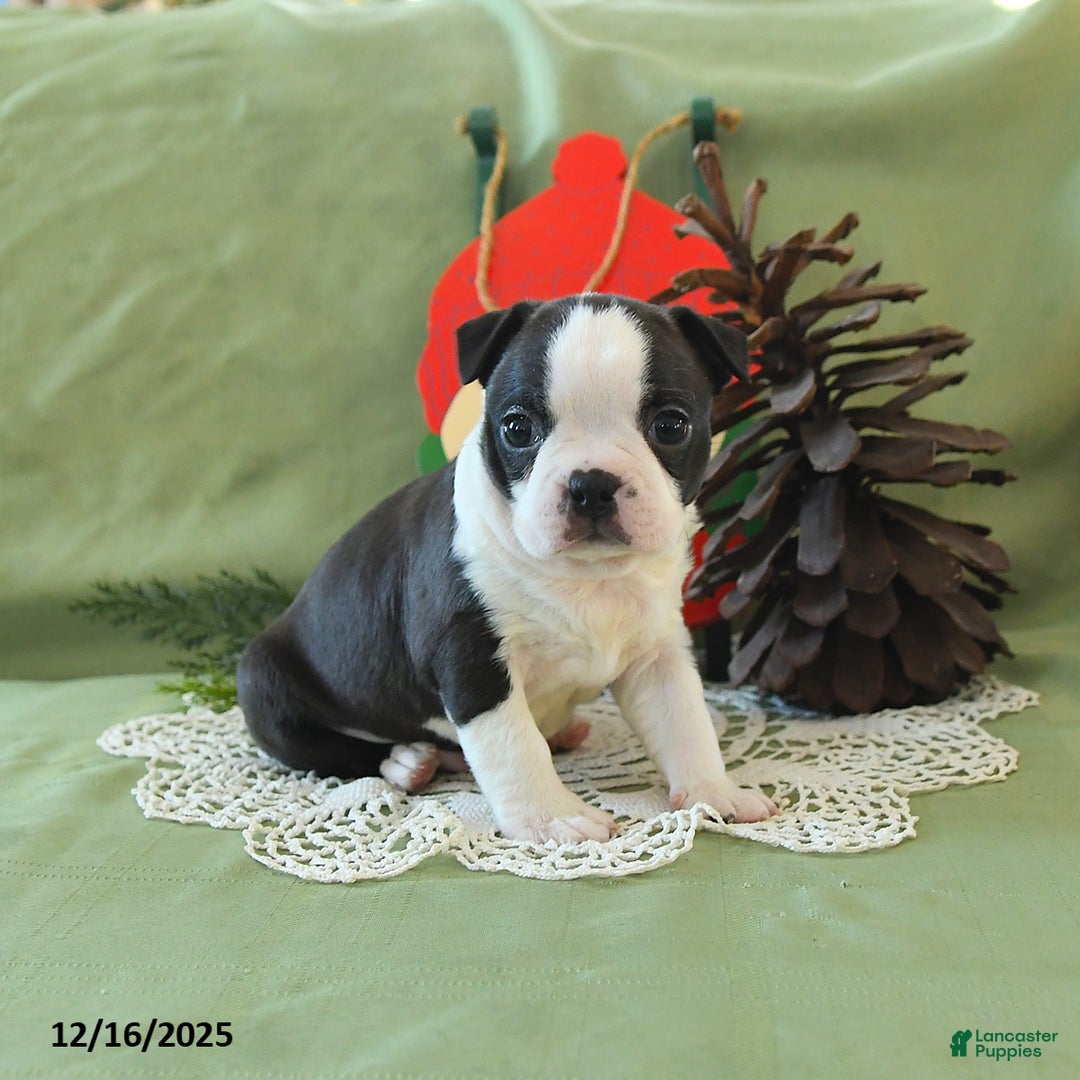 Boston Terrier dogs for sale: Comet - Ad 13