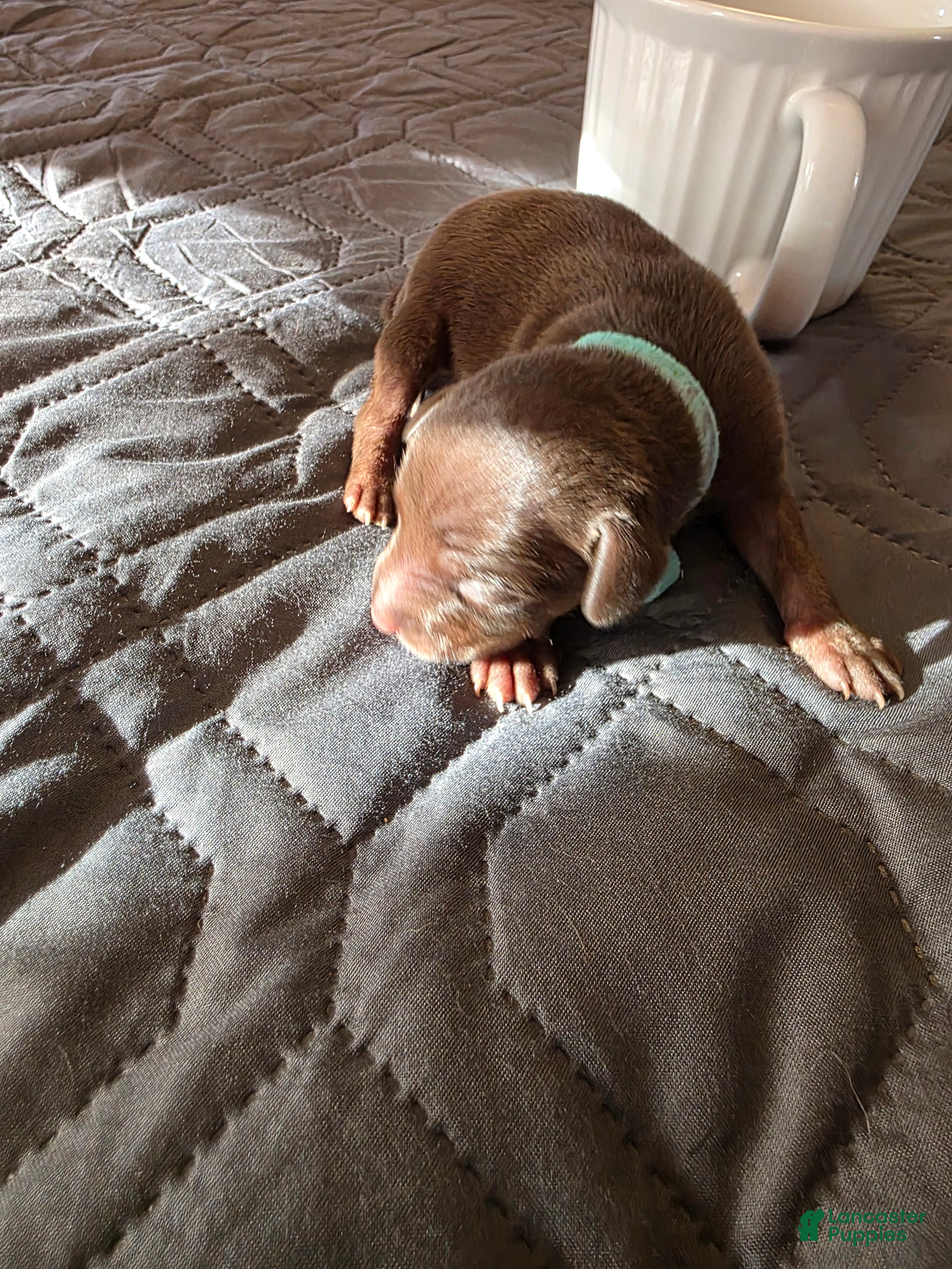 Miniature Pinscher dogs J-light blue - Ad 1