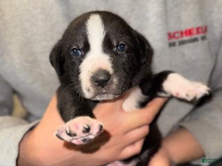 Mixed Breed dogs Mixed Breed Puppy 1 - Ad 13