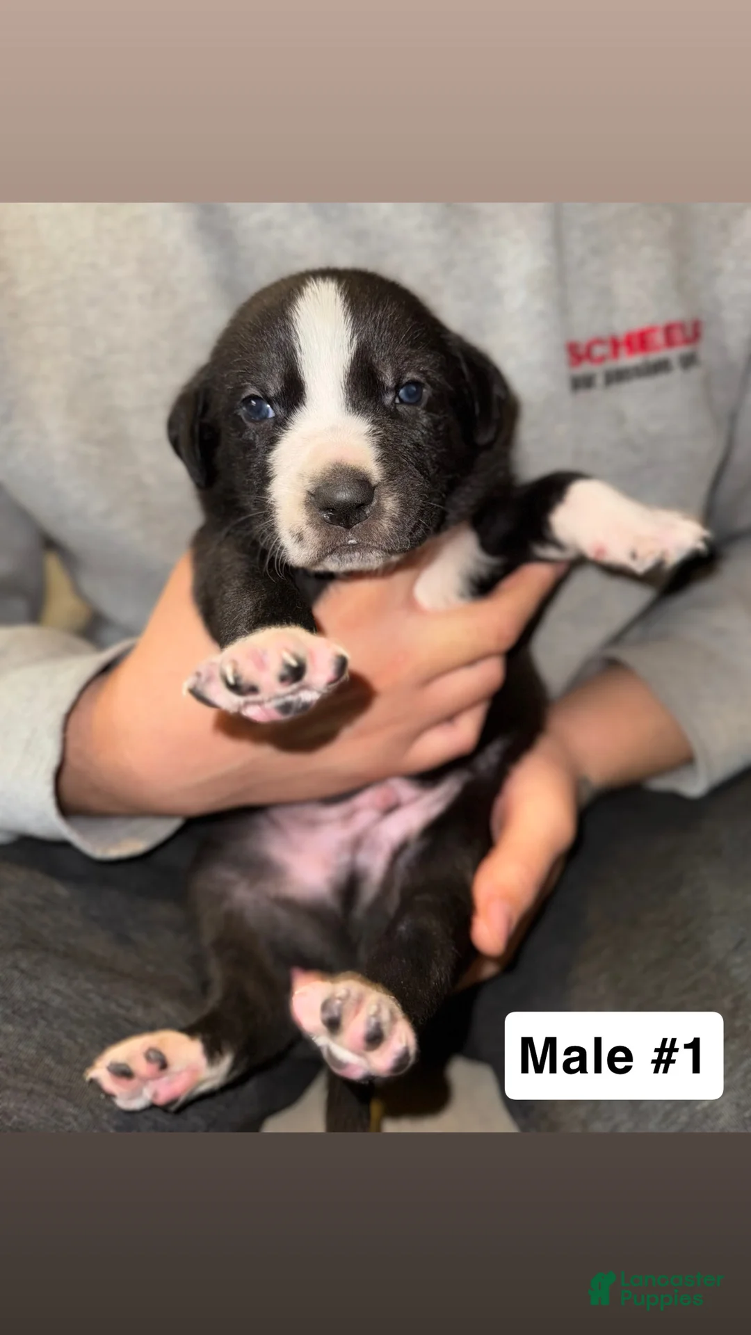 Mixed Breed dogs for sale: Mixed Breed Puppy 1 - Ad 1