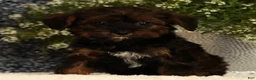 Yorkiepoo dogs for sale: Unity - Ad 8