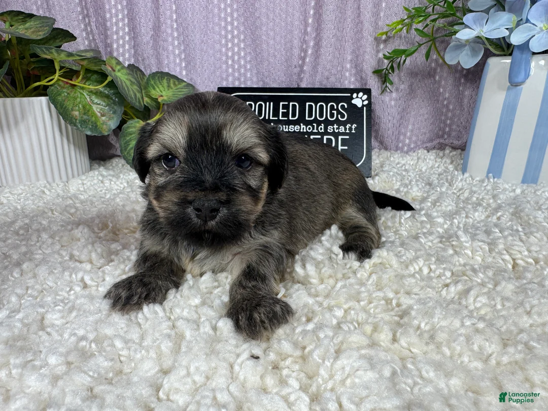 Havanese dogs for sale: Havanese 1 - Ad 2