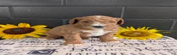 Goldendoodle dogs for sale: Lela  - Ad 8