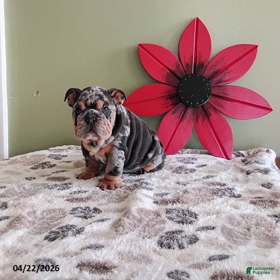 English Bulldog dogs Kimberly - Ad 1