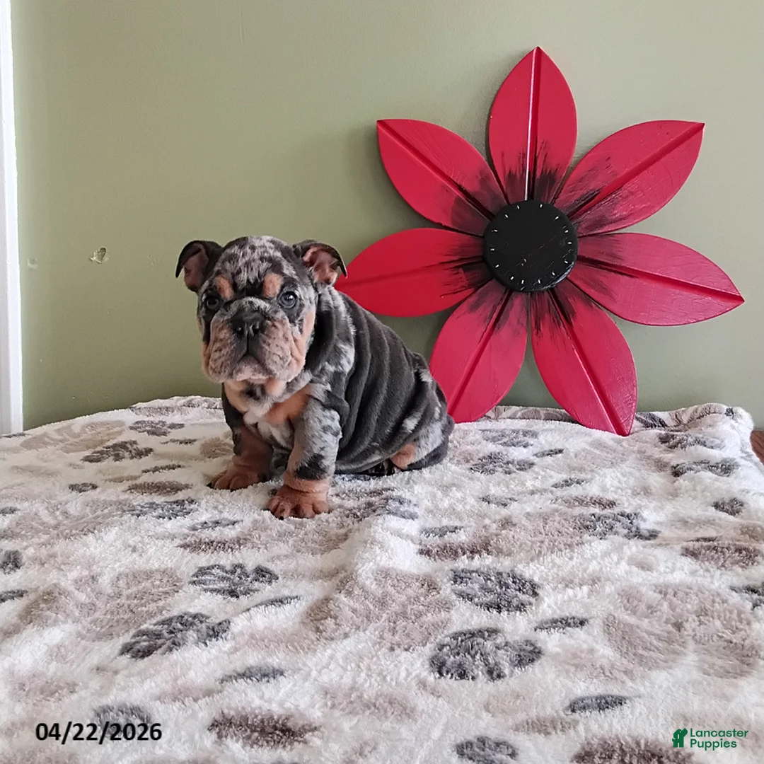 English Bulldog dogs for sale: Kimberly - Ad 1