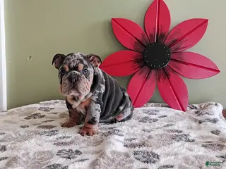 English Bulldog dogs for sale: Kimberly - Ad 1