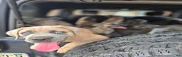 Cane Corso dogs for sale: Cane Corso 2 - Ad 3