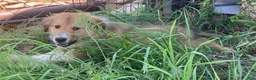 Collie dogs for sale: Crockett - Ad 7