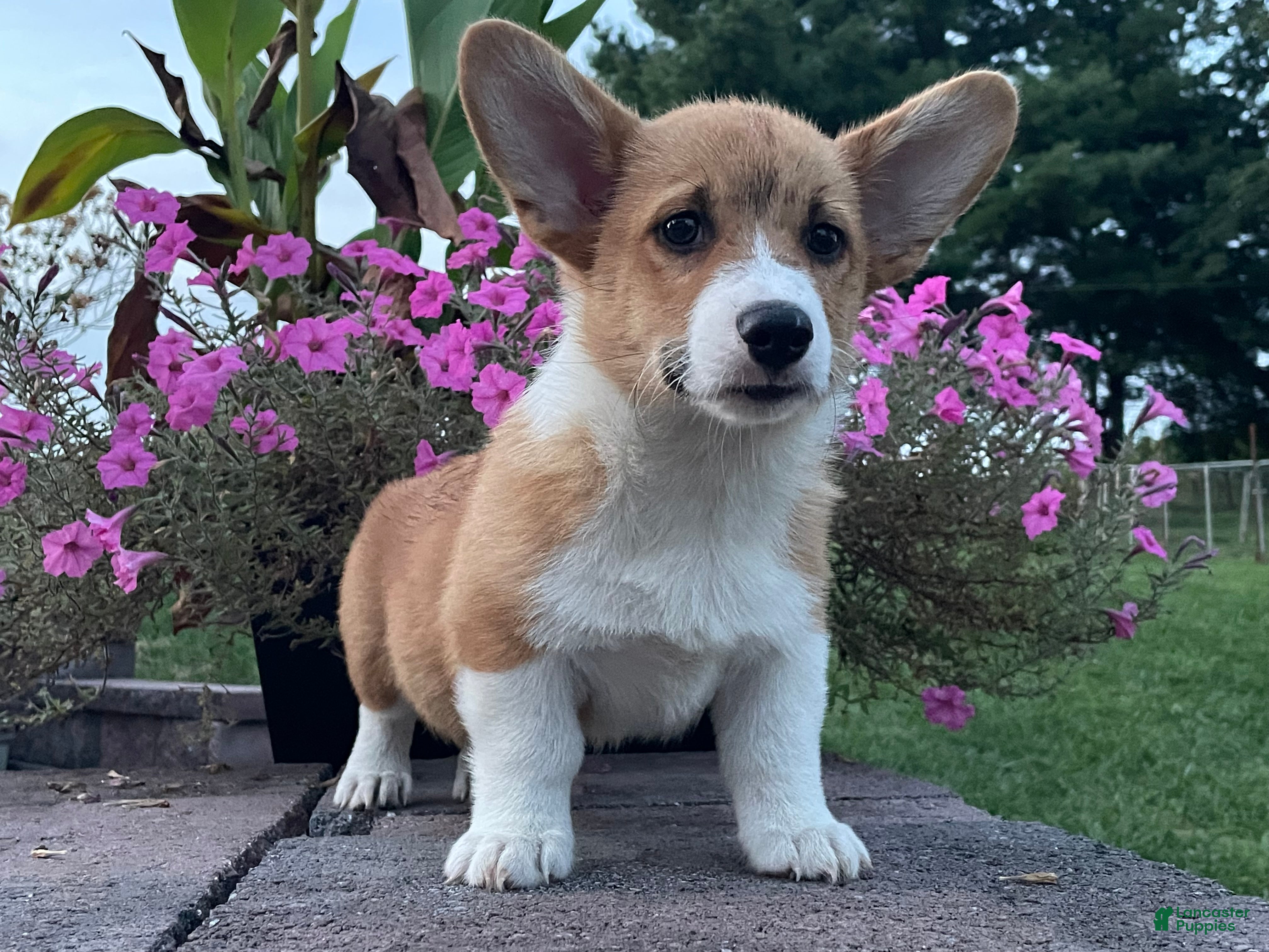 Welsh Corgi Pembroke dogs Welsh Corgi Pembroke 5 - Ad 1
