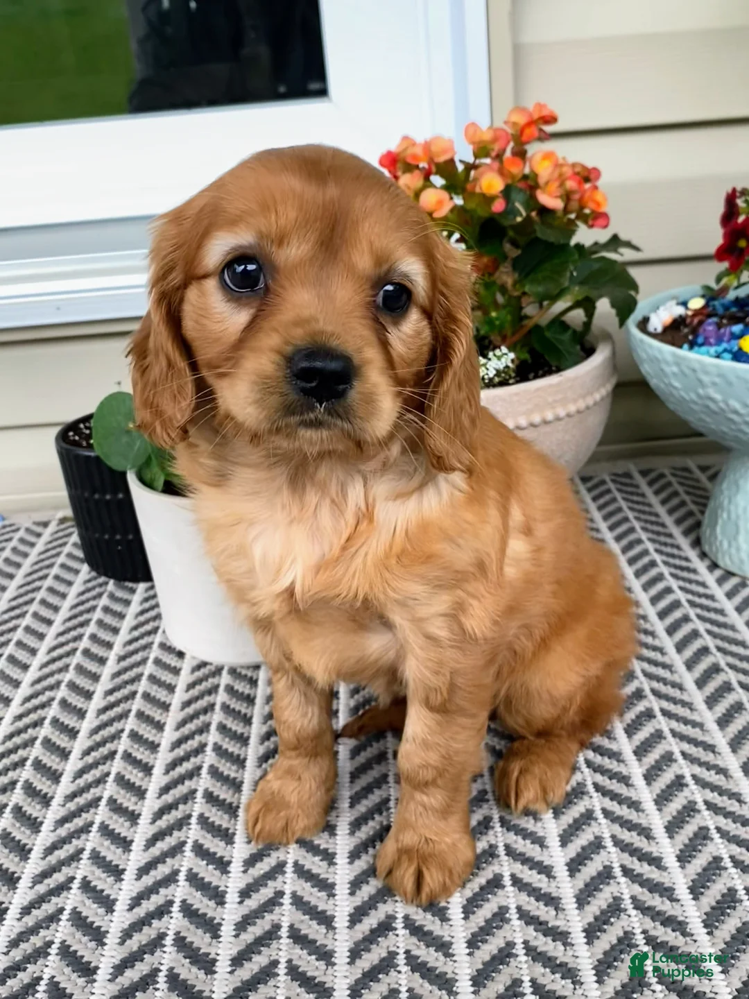 Miniature Golden Retriever dogs for sale: Muffin  - Ad 2