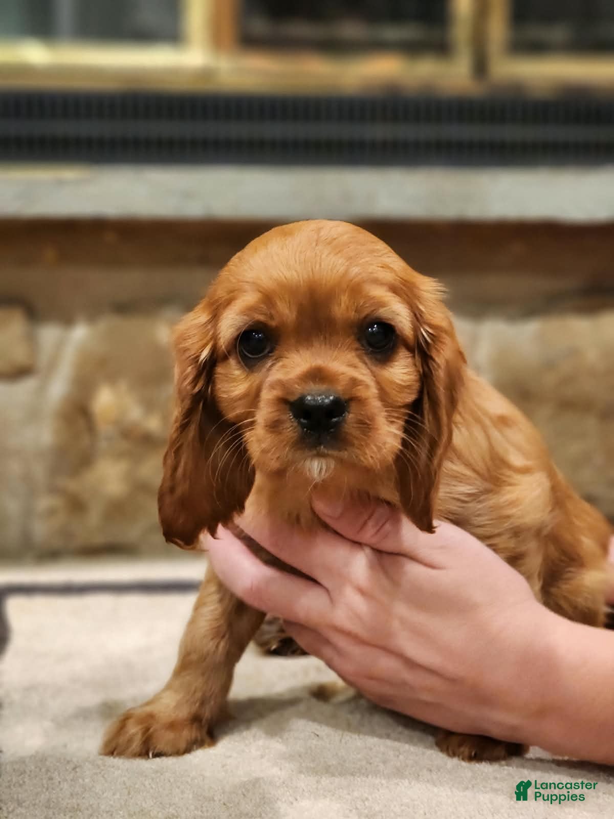 Cavalier King Charles Spaniel dogs for sale: Sandy - Ad 2
