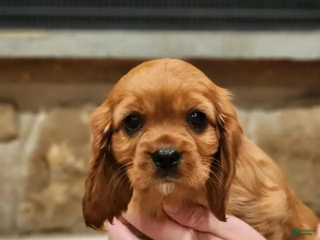 Cavalier King Charles Spaniel dogs for sale: Sandy - Ad 2