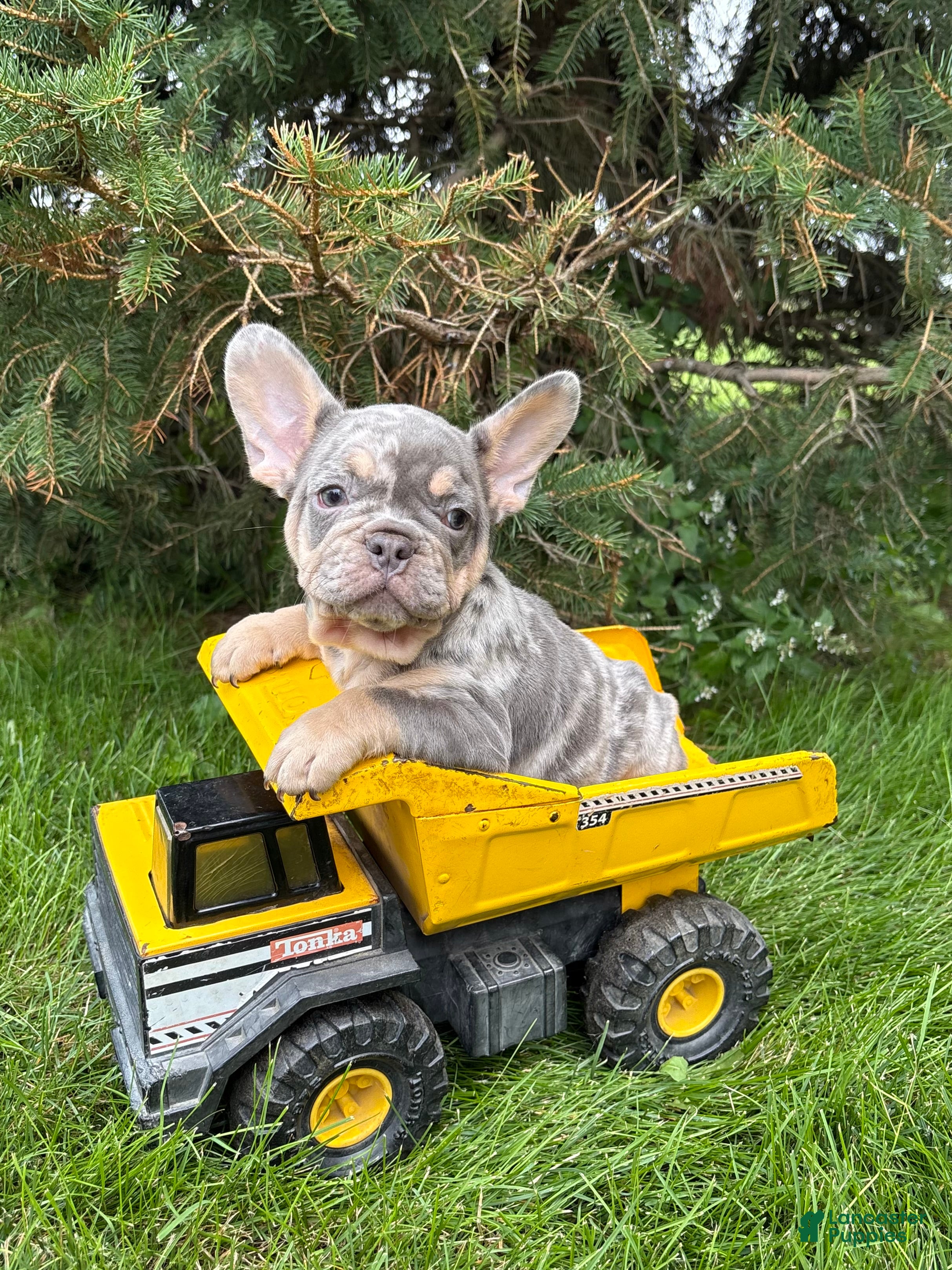French Bulldog dogs Clancy - Ad 1
