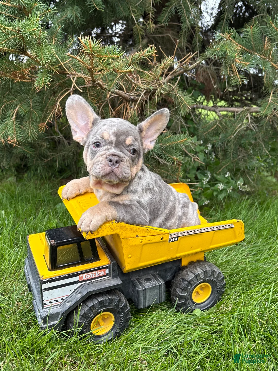 French Bulldog dogs for sale: Clancy - Ad 1