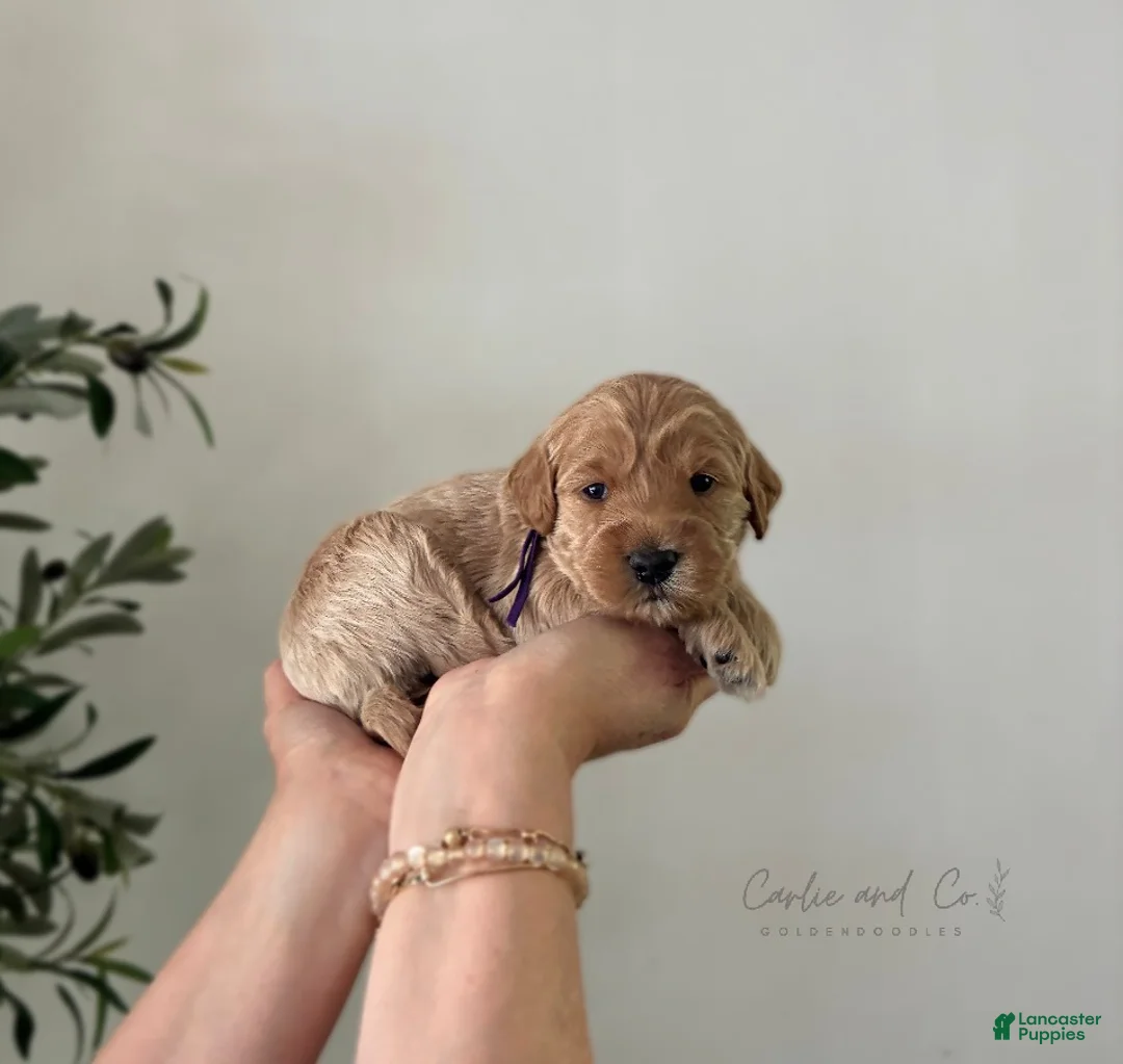 Mini Goldendoodle dogs for sale: Braylee - Ad 1