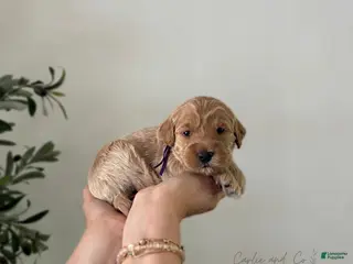 Mini Goldendoodle dogs Braylee - Ad 4