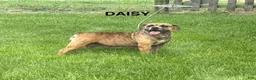 English Bulldog dogs for sale: Duke - Ad 5