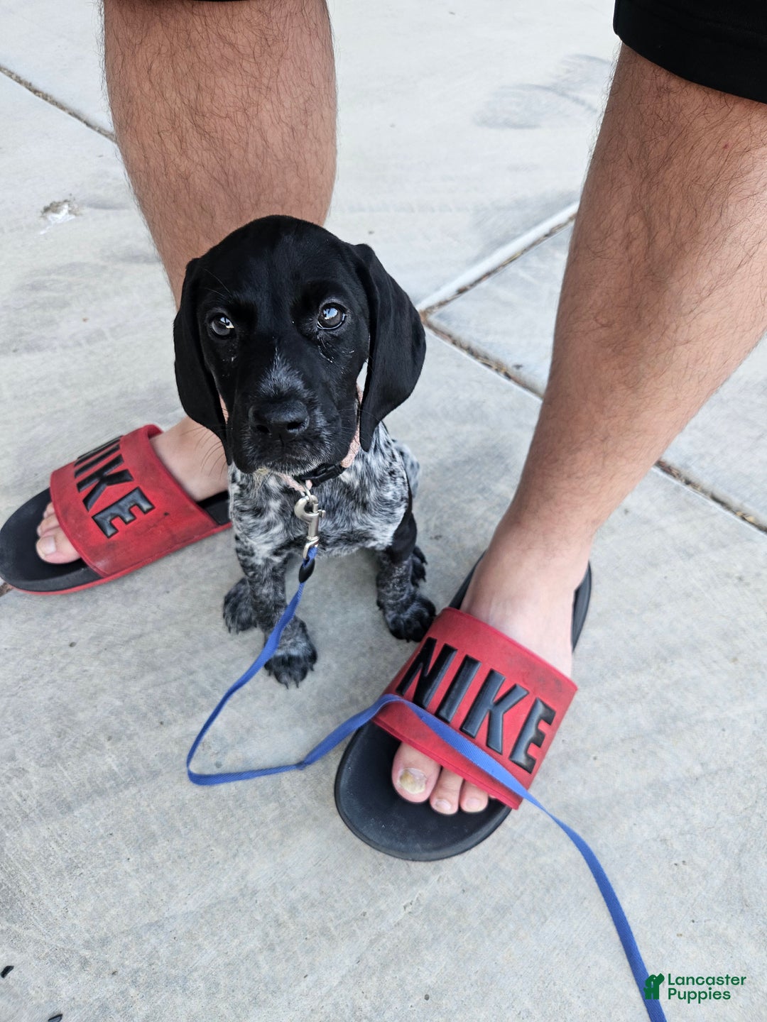 German Shorthaired Pointer dogs for sale: German Shorthaired Pointer Puppy 1 - Ad 4
